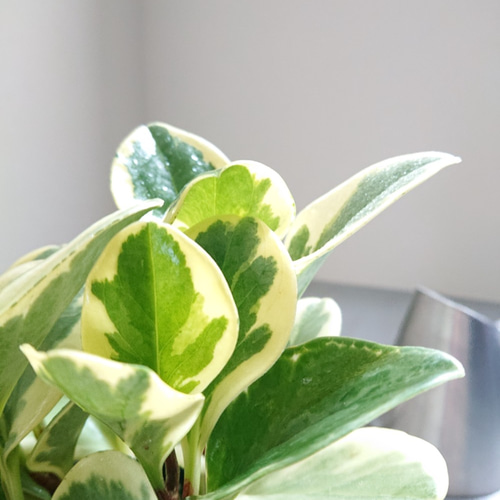 ○数量限定○新作○ 希少 ”ペペロミア グリーンゴールド 鉢/受け皿