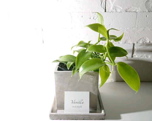 観葉植物 ミニ観葉 グラスグリーン 4号 動物ピック付きの通販 | GreenSnap STORE