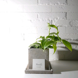 ●数量限定●ギフト　プレゼント　希少　”バニラのツル Vanilla　スクエアアッシュグレー鉢＆受け皿付き”　観葉植物　 2枚目の画像