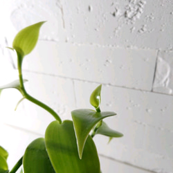 ●数量限定●ギフト　プレゼント　希少　”バニラのツル Vanilla　スクエアアッシュグレー鉢＆受け皿付き”　観葉植物　 3枚目の画像