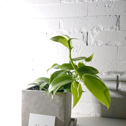 ●数量限定●ギフト　プレゼント　希少　”バニラのツル Vanilla　スクエアアッシュグレー鉢＆受け皿付き”　観葉植物　 4枚目の画像