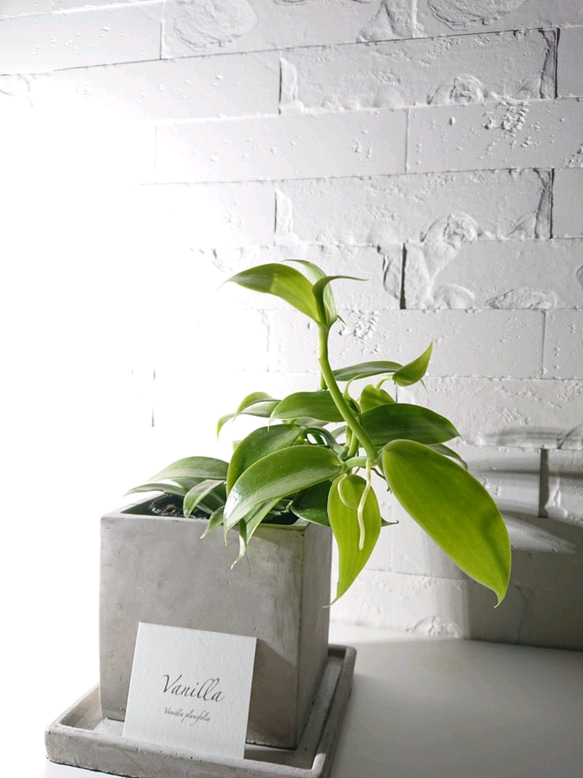 ●数量限定●ギフト　プレゼント　希少　”バニラのツル Vanilla　スクエアアッシュグレー鉢＆受け皿付き”　観葉植物　 4枚目の画像