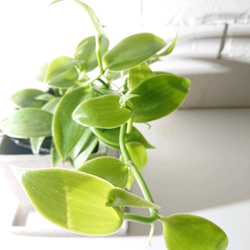 ●数量限定●ギフト　プレゼント　希少　”バニラのツル Vanilla　スクエアアッシュグレー鉢＆受け皿付き”　観葉植物　 5枚目の画像