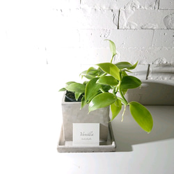 ●数量限定●ギフト　プレゼント　希少　”バニラのツル Vanilla　スクエアアッシュグレー鉢＆受け皿付き”　観葉植物　 6枚目の画像