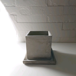 ●数量限定●ギフト　プレゼント　希少　”バニラのツル Vanilla　スクエアアッシュグレー鉢＆受け皿付き”　観葉植物　 7枚目の画像