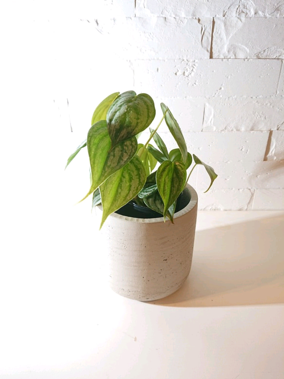 超希少な☆フィロデンドロン・キティナ(大株) 超希少な