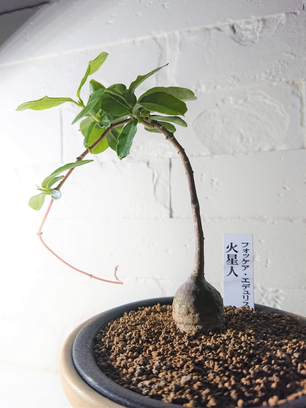 フォッケア エデュリス（火星人）　鉢ごと発送 Amazon｜フォッケア：エデュリス 火星人 3号鉢植え**｜観葉植物