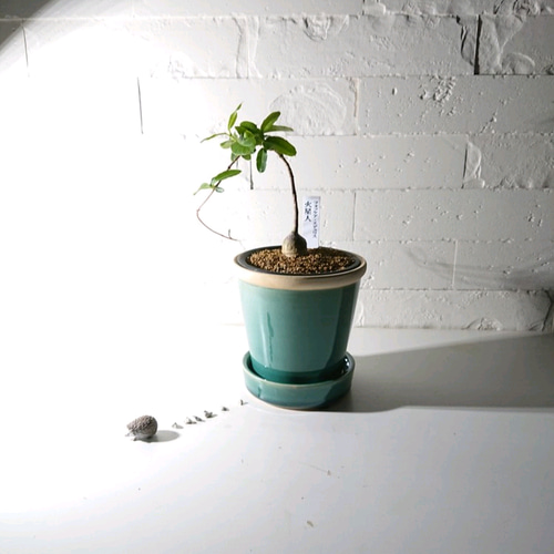 ○数量限定○希少○”フォッケア エデュリス 火星人 3号 鉢カバー