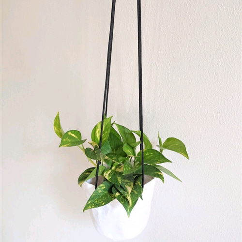 ２　ゴールデンポトス　黄金カズラ　ハブカズラ 2 ゴールデンポトス 黄金カズラ ハブカズラ