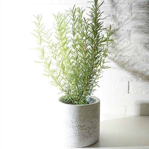 森の音、フランキンセンス、スペアミント、ローズマリー ○数量限定○虫除け ”ローズマリー 鉢カバー/受け皿付き” 観葉