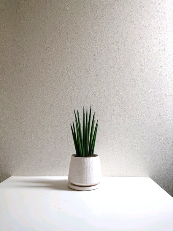 ●空気浄化植物●”バキュラリス　ミカド　鉢/受け皿セット（陶器製）”　サンスベリア　エコプラント　観葉植物　モダン 2枚目の画像