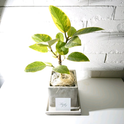 ⚠️直接引き渡し限定⚠️フィカスアルテシマ ⚠️直接引き渡し限定⚠️フィカスアルテシマ ⚠️直接引き渡し