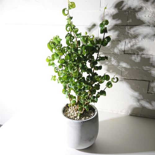 【ベンジャミンバロック 圧巻の230cm！】キャスター付き受け皿付き ベンジャミンバロック 圧巻の230cm！】キャスター付き受け皿付き