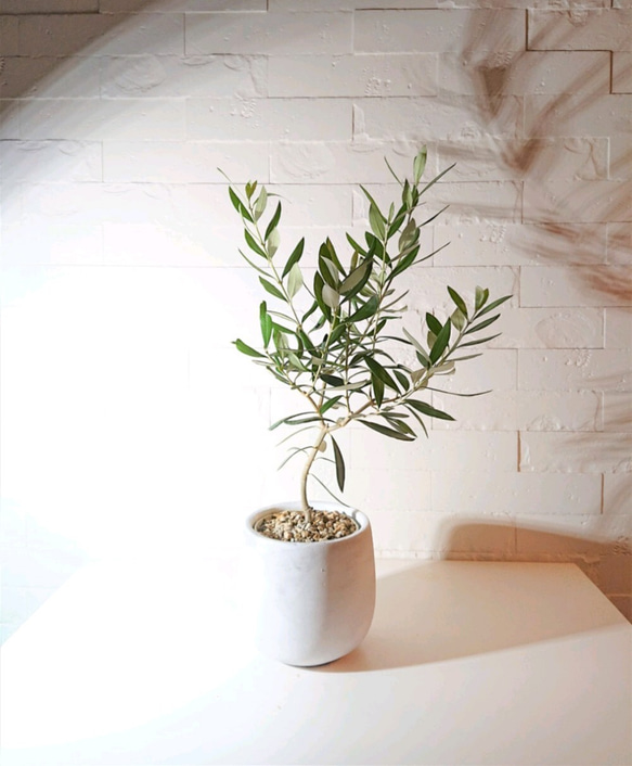 ○数量限定○新作○ギフト プレゼント ”オリーブの木 鉢カバー/受け皿