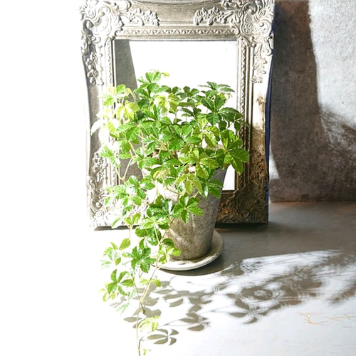 ○数量限定○新作○ ”シュガーバイン アッシュグレー鉢/受け皿セット