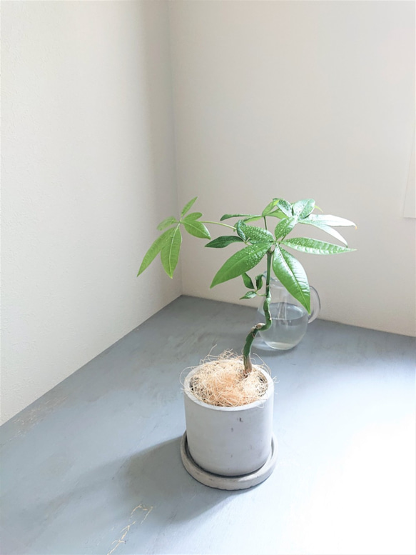 ○数量限定○新作○”パキラ アッシュグレー鉢/受け皿セット” 観葉植物