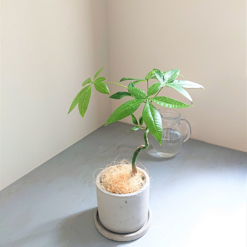 ○数量限定○新作○”パキラ アッシュグレー鉢/受け皿セット” 観葉植物