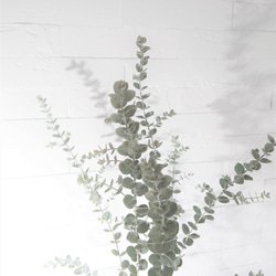 ●数量限定●再販● ”ユーカリ　アッシュグレー鉢/受け皿セット”　観葉植物　クルセアナ　シルバーリーフ　ハーブ　 3枚目の画像