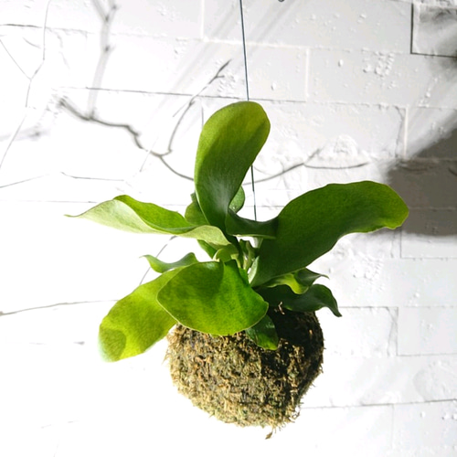 楽天市場】観葉植物 コウモリランの苔玉(ビカクシダ）観葉植物