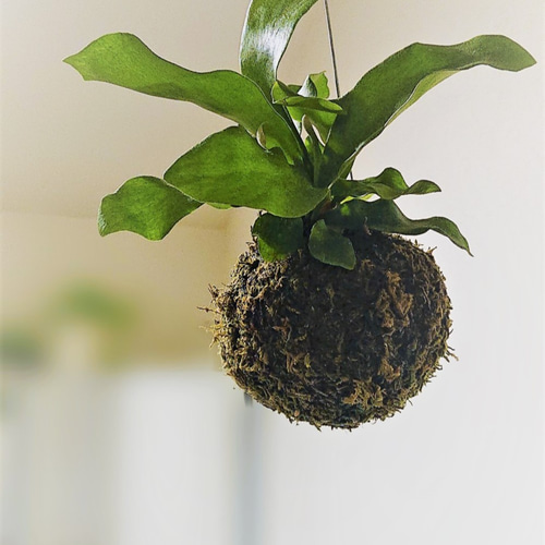 苔玉 吊り下げ式 ビカクシダ コウモリラン 楽天市場】コウモリラン ビカクシダ 苔玉仕立て ワイヤー吊り玉