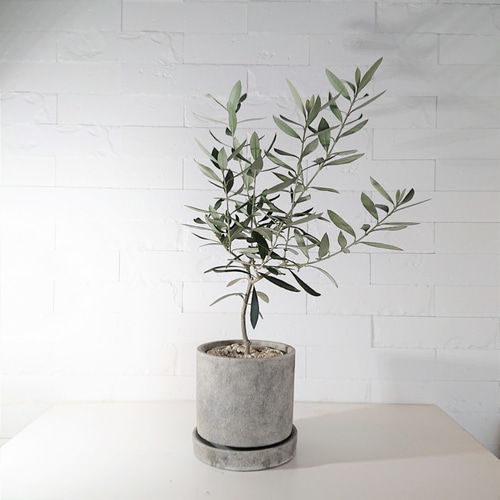 (引取り限定)オリーブの木 NH X N/OH . PLANT-1~7 // APR.29 // ⁡ 樹齢約200年の古木オリーブを