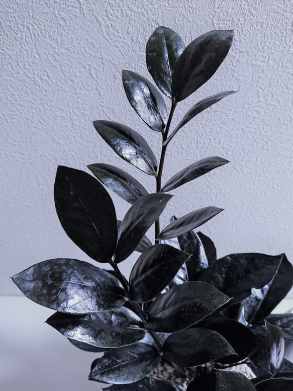 ●数量限定●　希少  大株”ザミオクルカス レイヴン：黒葉　鉢付き"　観葉植物　モノトーン　モダン　インテリア　植物 3枚目の画像