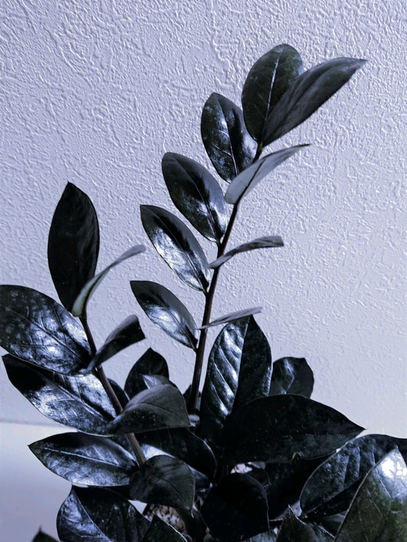 ●数量限定●　希少  大株”ザミオクルカス レイヴン：黒葉　鉢付き"　観葉植物　モノトーン　モダン　インテリア　植物 2枚目の画像