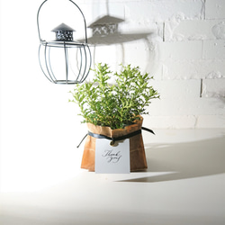 ☆数量限定☆ 魔を払う木 ”姫ヒイラギ” ヒメヒイラギ 姫柊 観葉植物