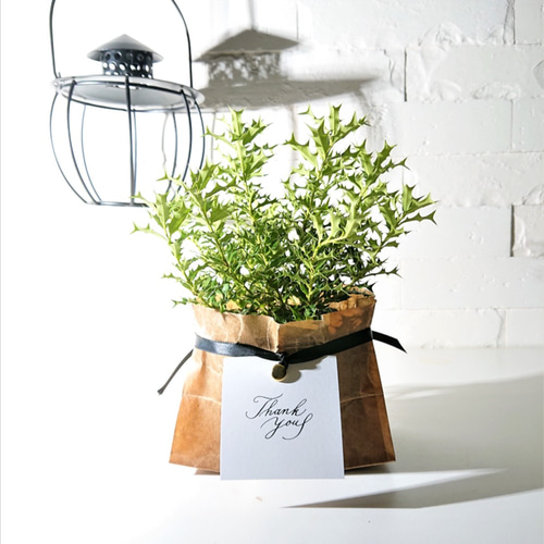 ✨✨✨ ヒメヒイラギ 【ジブリの世界】検/姫柊 ヒメヒイラギ (姫柊) スタンド仕立て 8号の通販 | GreenSnap