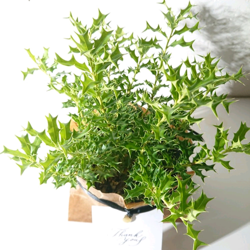 ☆数量限定☆ 魔を払う木 ”姫ヒイラギ” ヒメヒイラギ 姫柊 観葉植物