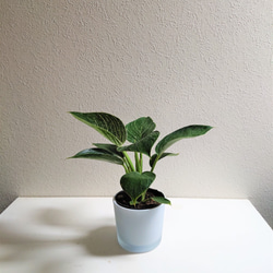 ●数量限定●　希少　”フィロデンドロン・バーキン　鉢カバー付き（ポーランド製・マットホワイト）”　観葉植物　インテリア　 5枚目の画像
