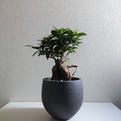 アコウの盆栽（ウスクガジュマル）希少 アコウ（ウスクガジュマル）盆栽 アコウの盆栽（ウスクガジュマル）希少