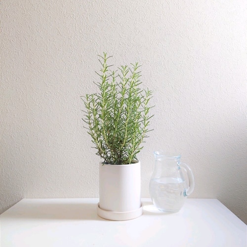 ○数量限定○虫除け ”ローズマリー ホワイトマット鉢/受け皿セット
