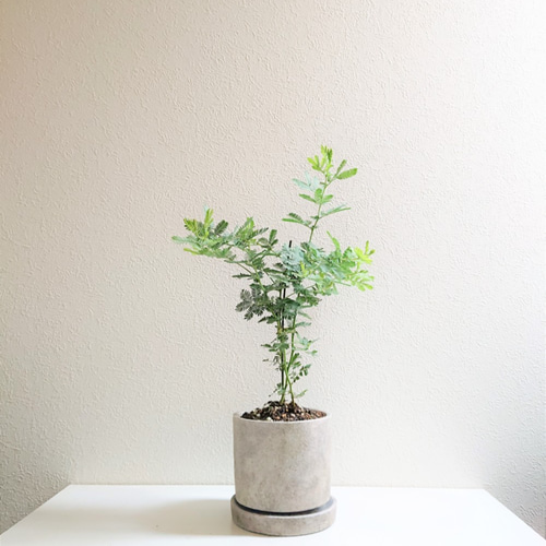 ミモザの鉢 生花/即納】ミモザアカシアの鉢(6寸・モニカ)※同梱不可 - 花材通販は