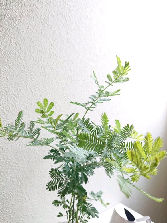 ●数量限定●再入荷●プレゼント ”ミモザの木　アッシュグレー鉢セット”　観葉植物　ミモザ・アカシア　セメント鉢 7枚目の画像