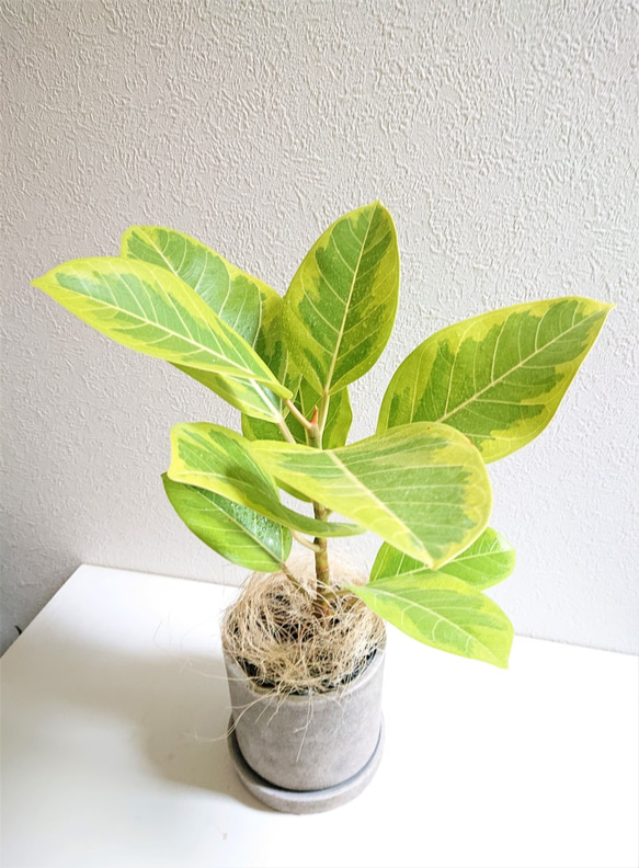 観葉植物】フィカス・アルテ シーマ 受皿付