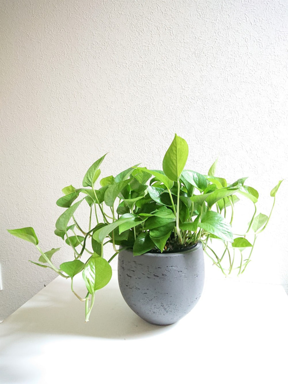 ●空気浄化植物●マイナスイオン●”ポトス　パーフェクトグリーン（L）大鉢セット"　観葉植物　おしゃれ　鉢　グレー　モダン 1枚目の画像