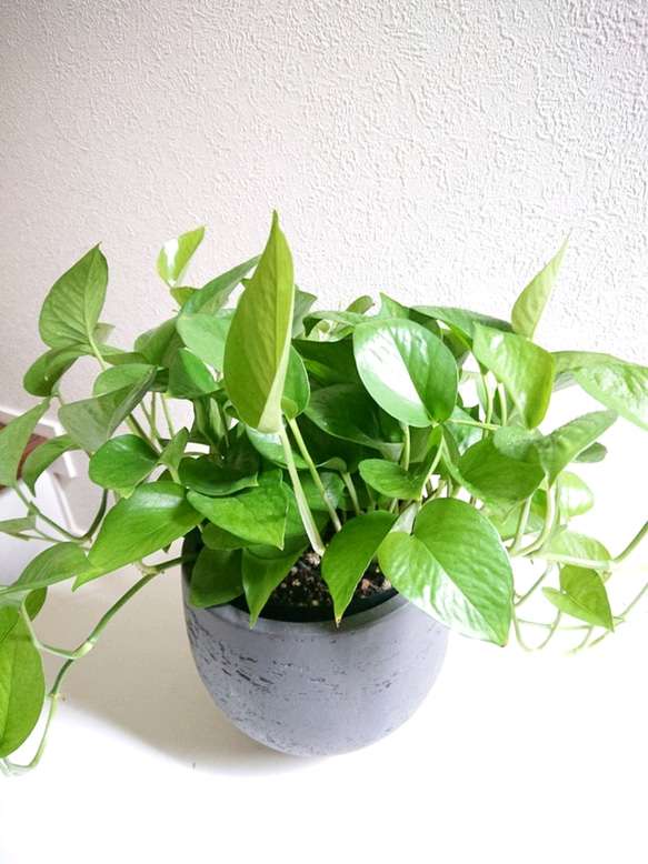 ●空気浄化植物●マイナスイオン●”ポトス　パーフェクトグリーン（L）大鉢セット"　観葉植物　おしゃれ　鉢　グレー　モダン 3枚目の画像