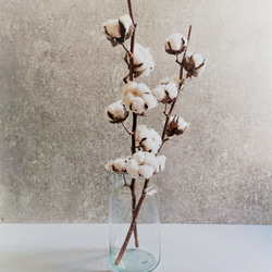 専用＊Winter＊コットン＆ポポラス ドライフラワータペストリー 1_3205d14161c5549968b2ed014e1b