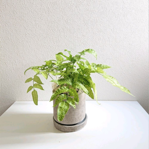 ○数量限定○新作○ 希少 ゴールデンゼブラ ”コニオグランメ