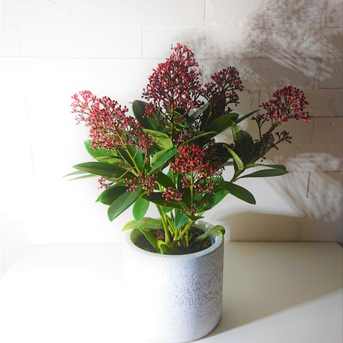 ○数量限定○新作○ ”シキミア 『ルベラ（紅赤）』 鉢/受け皿付き