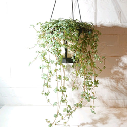 ●数量限定● 希少　”ピレア（グラウカグレイジー）（大鉢） ハンギング鉢セット”　観葉植物　インテリア　壁掛け　吊るし 1枚目の画像