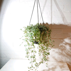 ●数量限定● 希少　”ピレア（グラウカグレイジー）（大鉢） ハンギング鉢セット”　観葉植物　インテリア　壁掛け　吊るし 2枚目の画像
