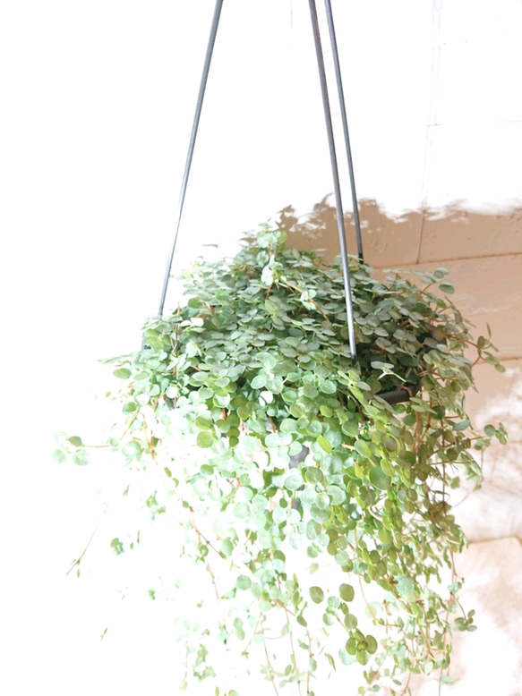 ●数量限定● 希少　”ピレア（グラウカグレイジー）（大鉢） ハンギング鉢セット”　観葉植物　インテリア　壁掛け　吊るし 3枚目の画像