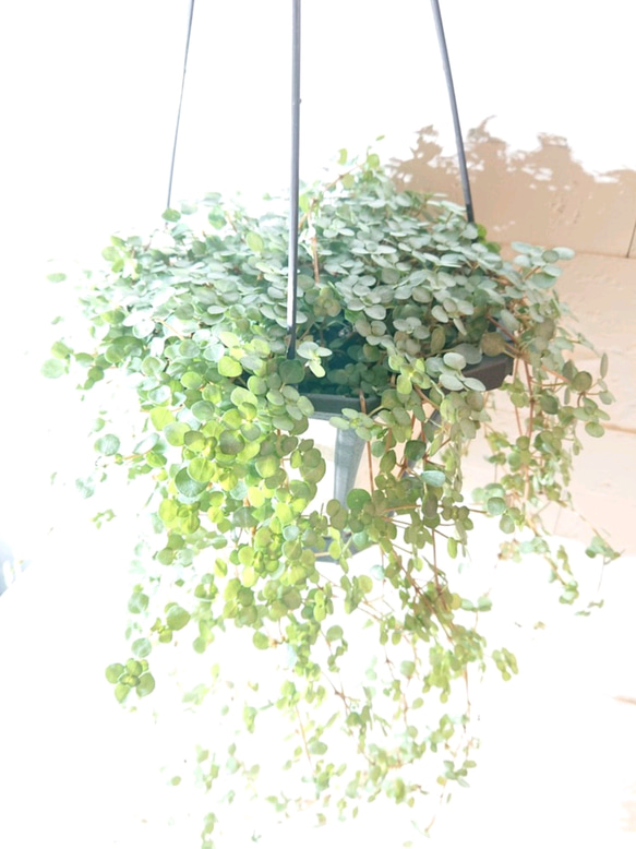 ●数量限定● 希少　”ピレア（グラウカグレイジー）（大鉢） ハンギング鉢セット”　観葉植物　インテリア　壁掛け　吊るし 4枚目の画像