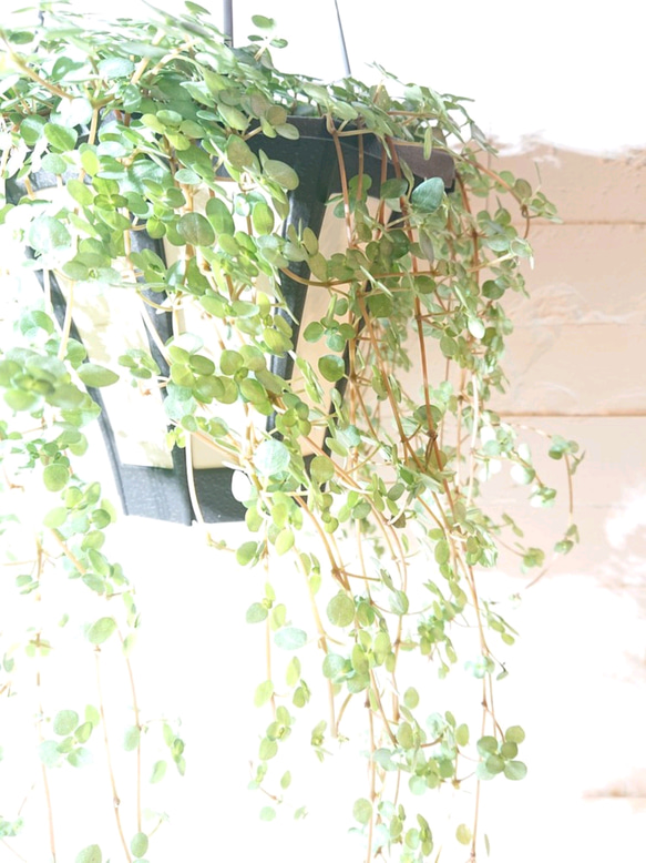 ●数量限定● 希少　”ピレア（グラウカグレイジー）（大鉢） ハンギング鉢セット”　観葉植物　インテリア　壁掛け　吊るし 5枚目の画像