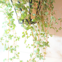 ●数量限定● 希少　”ピレア（グラウカグレイジー）（大鉢） ハンギング鉢セット”　観葉植物　インテリア　壁掛け　吊るし 6枚目の画像