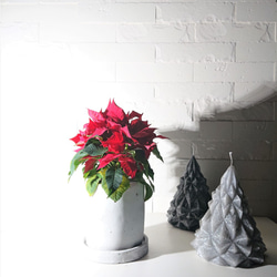 ○数量限定○ 大人のクリスマス ”Miniポインセチア ミラ・レッド