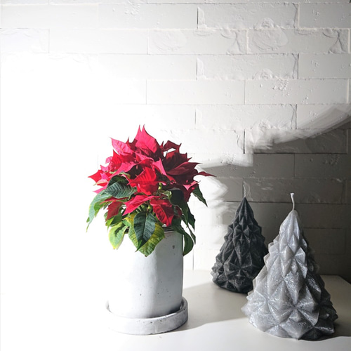 ○数量限定○ 大人のクリスマス ”Miniポインセチア ミラ・レッド
