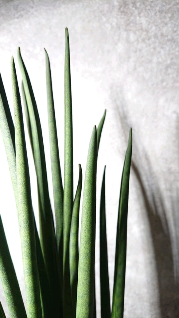 ●空気浄化植物●新作●”バキュラリス　ミカド　鉢付き（セメント製）”サンスベリア　エコプラント　多肉植物　希少　観葉植物 4枚目の画像